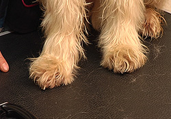nagels_knippen_hond_2