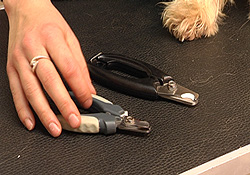 nagels_knippen_hond_4
