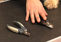 nagels_knippen_hond_5